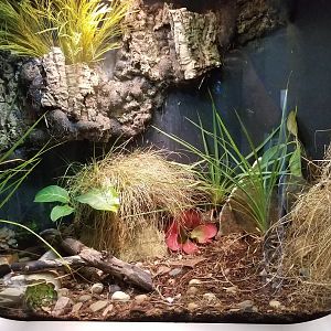 Jun. 2018 - National Amphibian Conservation Center - Wyoming Toad Exhibit