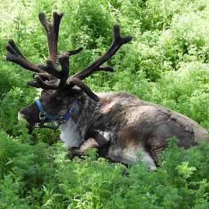 Reindeer (Rangifer tarandus) with reins