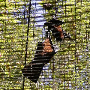 Pemba Flying Fox - 2006