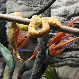 Eyelash Viper (Bothriechis schlegelii)