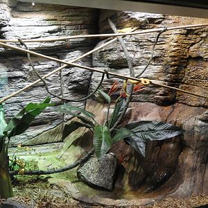 Eyelash Viper exhibit - Aquatic and Reptile Center - Milwaukee County Zoo
