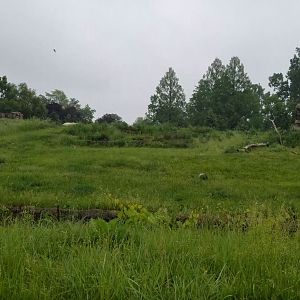 Jun. 2018 - Arctic Ring of the Life - First Polar Bear Exhibit