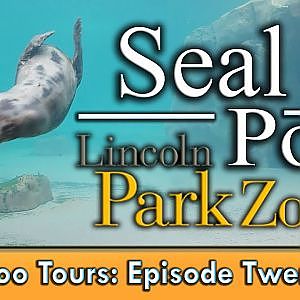 Zoo Tours Ep. 21: Lincoln Park Zoo's Kovler Seal Pool - YouTube