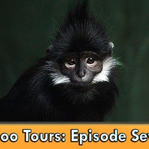 Zoo Tours Ep. 17: The RainForest Part I: The Lower Forest - YouTube