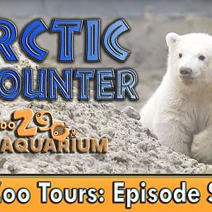 Zoo Tours Ep. 16: Arctic Encounter the Toledo Zoo - YouTube