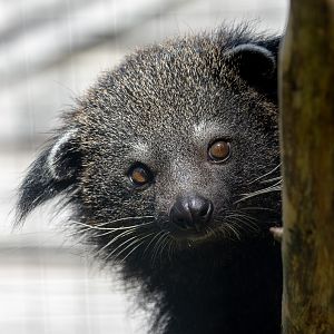 Javan binturong : Hamerton : 15 Jun 2018