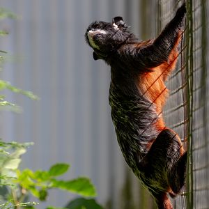 Red-bellied tamarin : Hamerton : 15 Jun 2018