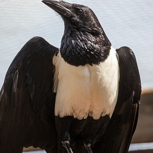 Pied crow : Hamerton : 15 Jun 2018
