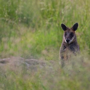 Swamp wallaby : Hamerton : 15 Jun 2018