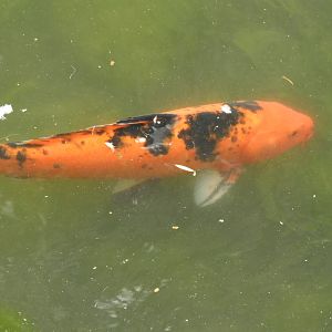 Koi (Cyprinus rubrofuscus)