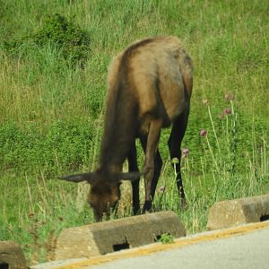 American Elk (Cervus canadensis)