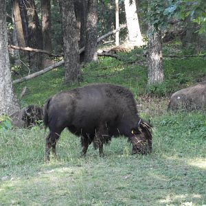 American Bison (Bison bison)