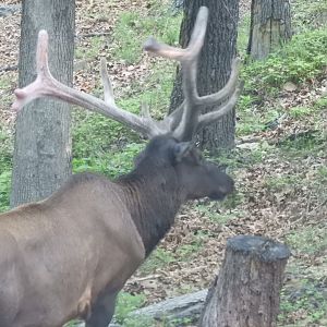 American Elk (Cervus canadensis)