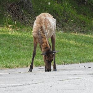 American Elk (Cervus canadensis)