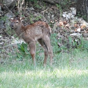 American Elk (Cervus canadensis) calf