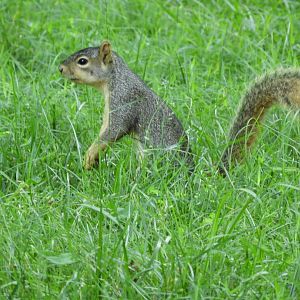 Eastern Fox Squirrel (Sciurus niger)