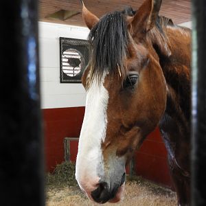 Domestic Horse (Equus ferus caballus)