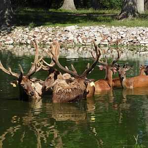 American Elk (Cervus canadensis) and Red Deer (Cervus elaphus)
