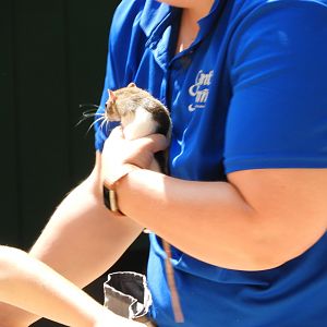 Keeper with Domestic Rat (Rattus norvegicus domestica)
