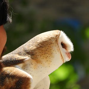 Keeper with Barn Owl (Tyto alba)