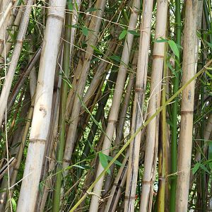 Bamboo?