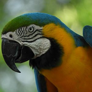 Blue-And-Yellow Macaw (Ara ararauna)