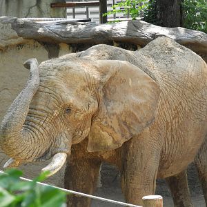 African Bush Elephant (Loxodonta africana)