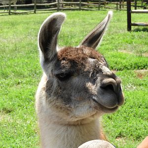 Guanaco (Lama guanicoe)