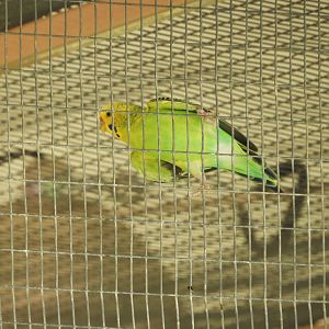 Budgerigar (Melopsittacus undulatus)