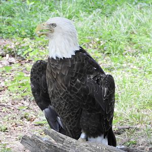 Bald Eagle (Haliaeetus leucocephalus)