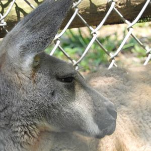 Red Kangaroo (Macropus rufus)
