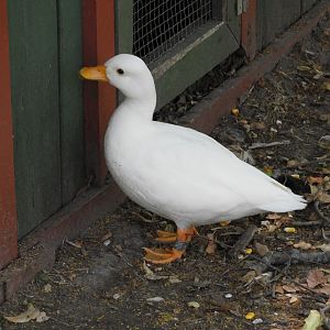 Domestic Mallard (Anas platyrhynchos domesticus)