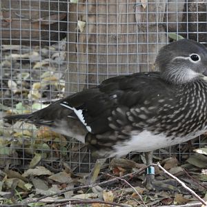 Mandarin Duck (Aix galericulata)