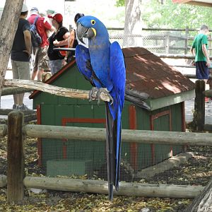 Hyacinth Macaw (Anodorhynchus hyacinthinus)