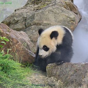 Yuan Meng born on August 4, 2017