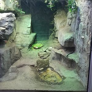 Jun. 2018 - Reptile Conservation Center - Giant Plated Lizard + Pancake Tortoise Exhibit