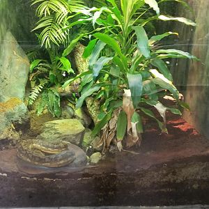 Jun. 2018 - Reptile Conservation Center - Timor Python Exhibit