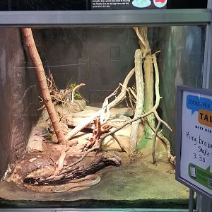 Jun. 2018 - Reptile Conservation Center - King Brown Snake Exhibit