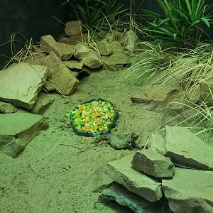 Jun. 2018 - Reptile Conservation Center - Sahara Spiny-tailed Lizard + Egyptian Tortoise Exhibit