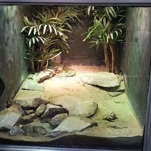 Jun. 2018 - Reptile Conservation Center - Star Tortoise Exhibit