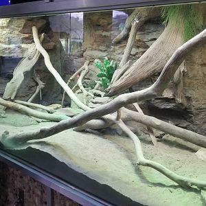 Jun. 2018 - Reptile Conservation Center - Beaded Lizard + Sonoran Black Iguana Exhibit