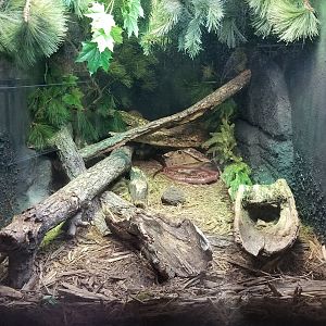 Jun. 2018 - Reptile Conservation Center - Sheltopusik Exhibit