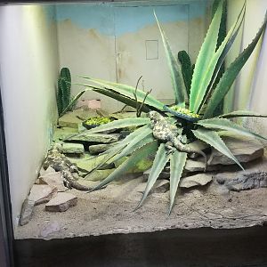 Jun. 2018 - Reptile Conservation Center - Chuckwalla Exhibit
