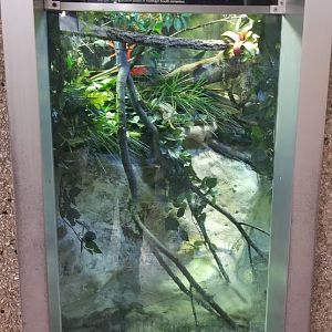 Jun. 2018 - Reptile Conservation Center - Emerald Tree Boa Exhibit
