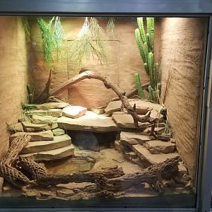 Jun. 2018 - Reptile Conservation Center - Western Diamondback Exhibit