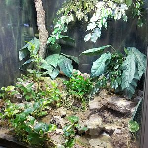 Jun. 2018 - Reptile Conservation Center - Gaboon Viper Exhibit