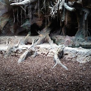 Indoor komodo dragon exhibit