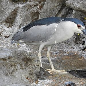 Black-Crowned Night Heron (Nycticorax nycticorax)