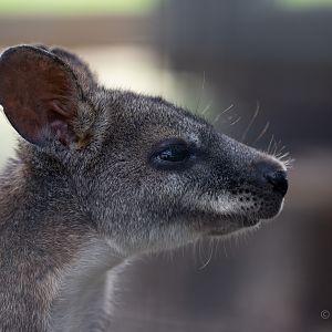 Parma wallaby : Hamerton : 15 Jun 2018