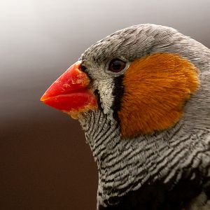 Zebra finch : Hamerton : 15 Jun 2018